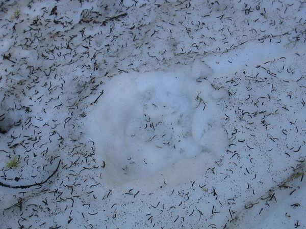 Bear tracks